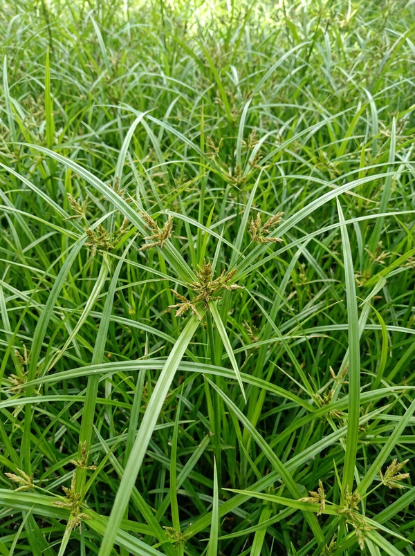 Cyperus Rotundus