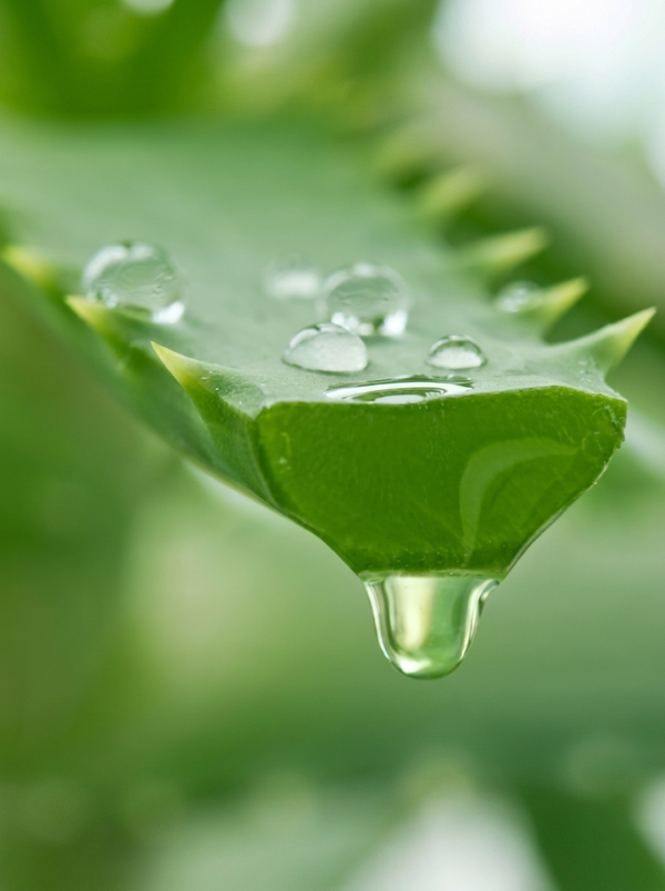 Aloe Extract
